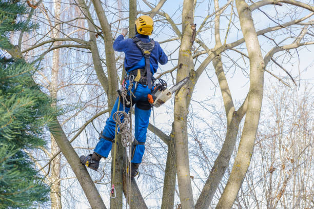 How Our Tree Care Process Works  in  Mineral Point, WI