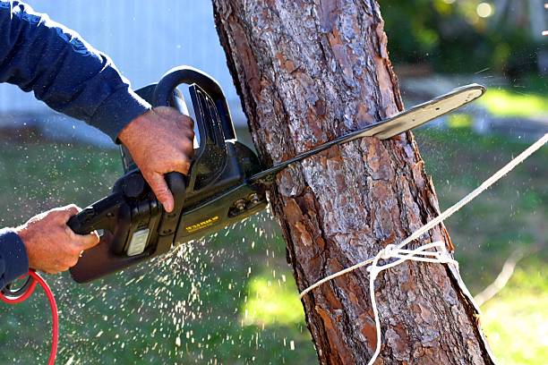 Trusted Mineral Point, WI Tree Removal Services Experts